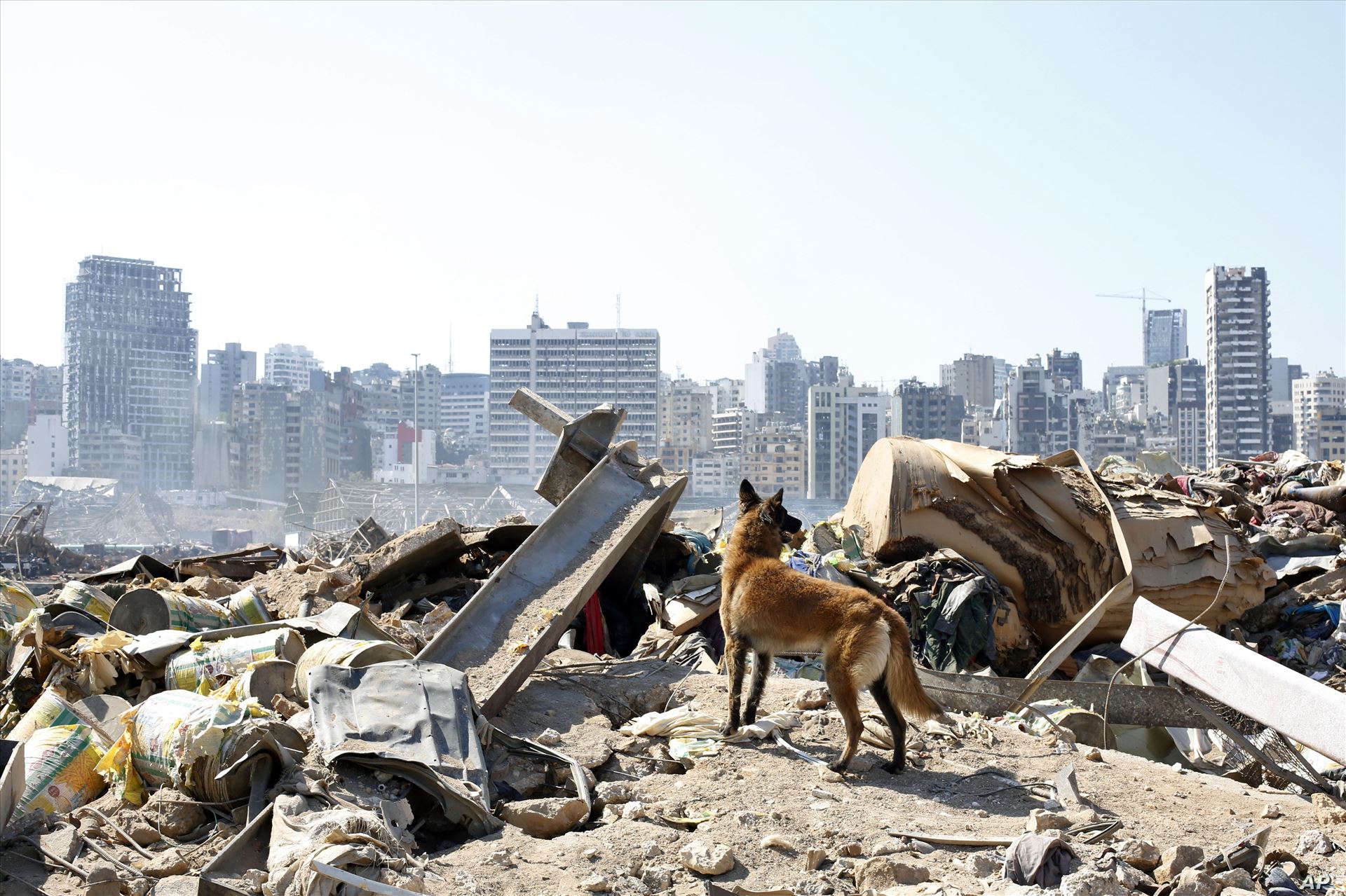 APTOPIX Lebanon Explosion - عکس روز: از تخریب انفجار بیروت تا صف طولانی مسافران در فرودگاه‌ها
آلبوم عکس - جمعه ۱۷ مرداد ۱۳۹۹
۱۷ مرداد ۱۳۹۹ by mohsen dehbashi