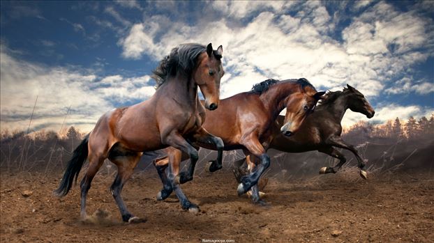 عکس-پس-زمینه-کیفیت-فول-اچ-دی-Full-HD-بدن-و-هیبت-پر-قدرت-اسب-های-وحشی-در-طبیعت.jpg - 
