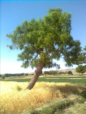 درخت اناب - مشهوربه پدیده طاب