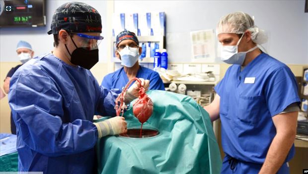 2022-01-11_094642.png - سه شنبه ۲۱ دی ۱۴۰۰ ایران ۰۹:۴۳ 
روزی «تاریخی» در پزشکی؛ جراحان آمریکایی برای نخستین بار قلب خوک را با موفقیت به انسان پیوند زدند