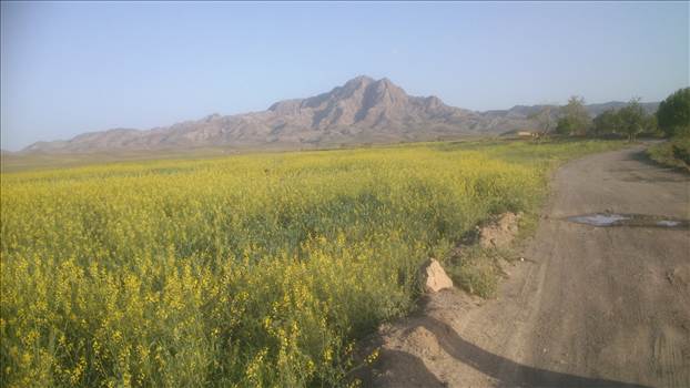 دشت گل - بین سنگان ودولت آباد واقع درشمال کوه کافردوغ
